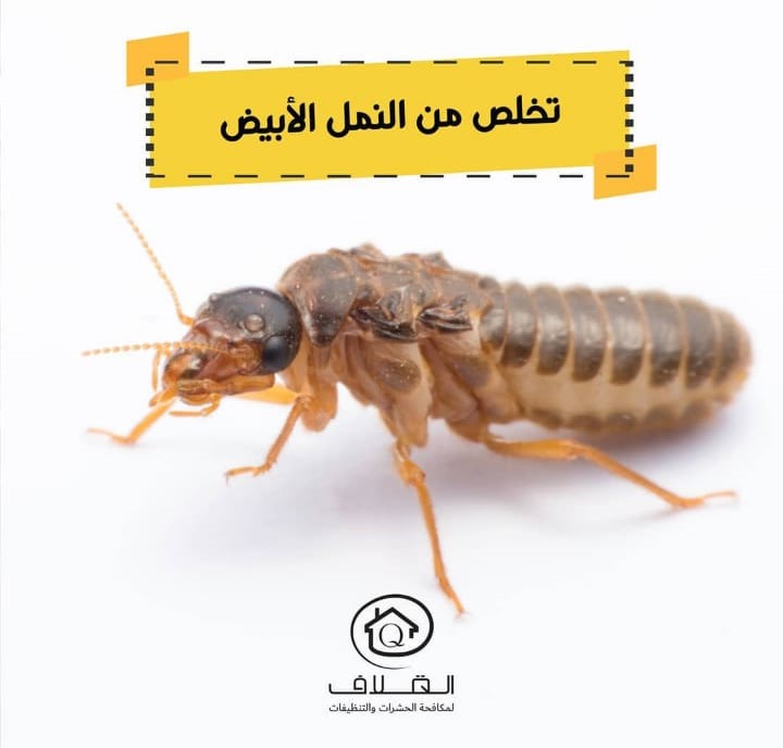 Buy Home Termite Control Online | Construction Cleaning and Services | Qetaat.com